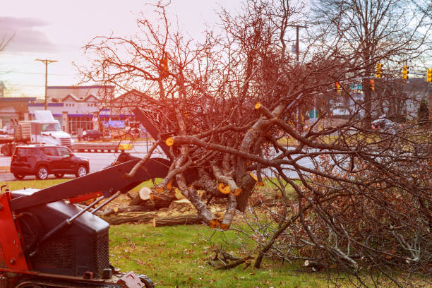 Leaf Removal in Dayton, KY